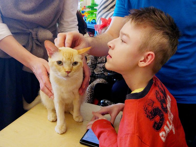 Фелинотерапевтами коты обычно работают недолго: один-два года Фелинотерапевтами коты обычно работают недолго: один-два года
