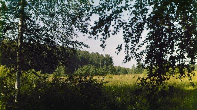 Лес. Архивное фото
