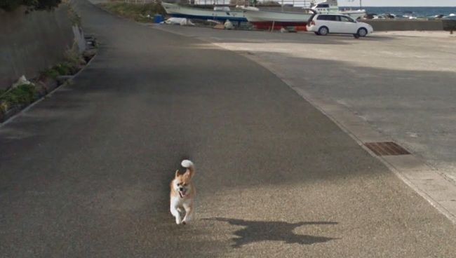 Собака гоняется за машиной Google Street View в Японии Собака гоняется за машиной Google Street View в Японии