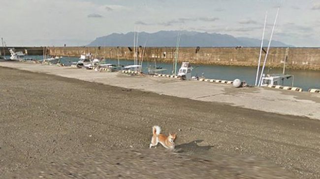 Снимок экрана с ресурса Google Maps с изображением собаки, преследующий автомобиль Google Street View в Кумаге в префектуре Кагосима в Японии Снимок экрана с ресурса Google Maps с изображением собаки, преследующий автомобиль Google Street View в Кумаге в префектуре Кагосима в Японии