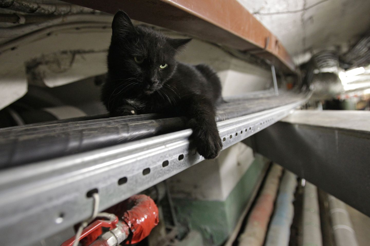 День эрмитажного кота День эрмитажного кота
