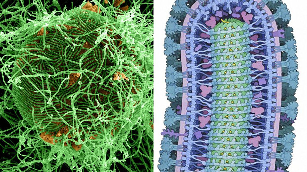 Вирус Эбола Вирус Эбола - РИА Новости, 1920, 20.05.2026