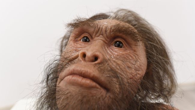 Реконструкция вида древних людей Homo naledi Реконструкция вида древних людей Homo naledi