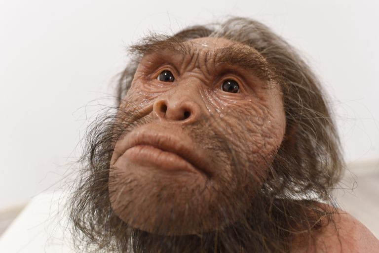Реконструкция вида древних людей Homo naledi