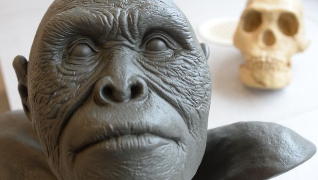 Реконструкция внешности Homo naledi Реконструкция внешности Homo naledi