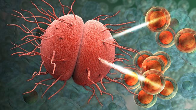 Супербактерия Neisseria gonorrhoeae устойчива практически ко всем известным антибиотикам