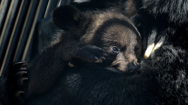 Гималайский медвежонок Гималайский медвежонок