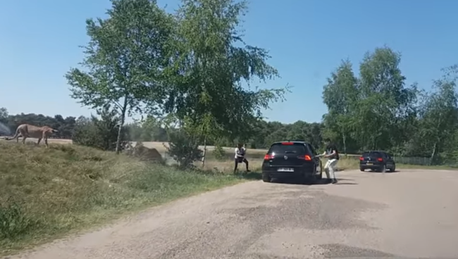 В Сети появилось видео нападения гепардов на туристов В Сети появилось видео нападения гепардов на туристов