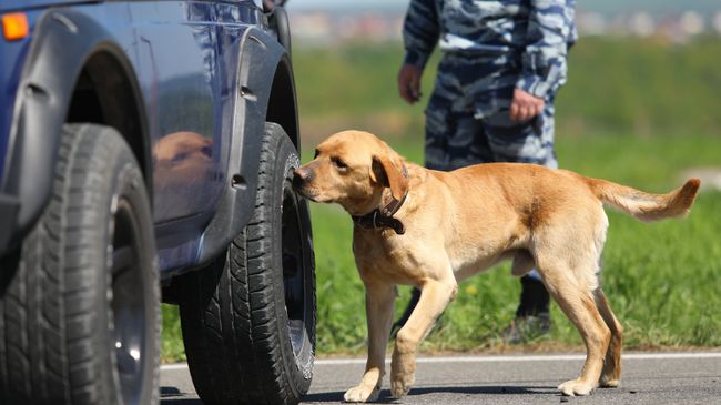 Служебная собака обнюхивает автомобиль во время соревнований специалистов-кинологов Служебная собака обнюхивает автомобиль во время соревнований специалистов-кинологов