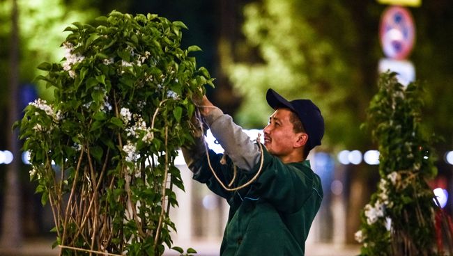 Высадка сирени в Москве в рамках программы благоустройства
