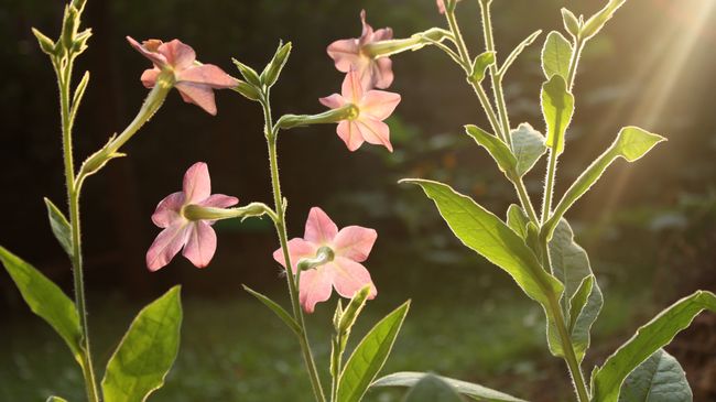 Освещенные солнцем цветы Nicotiana alata Освещенные солнцем цветы Nicotiana alata