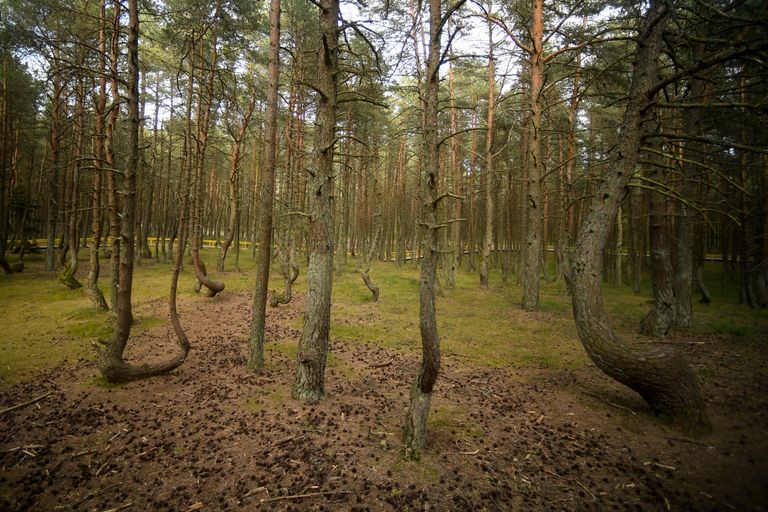 Танцующий лес на Куршской косе в Калининградской области