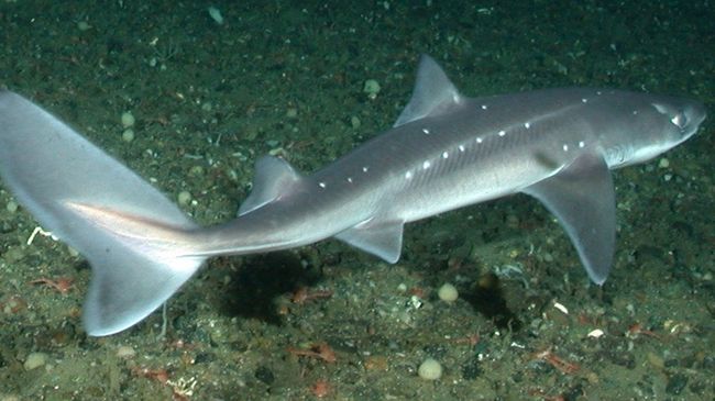 Катран (Squalus acanthias)