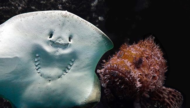 Обитатели Черного моря Обитатели Черного моря