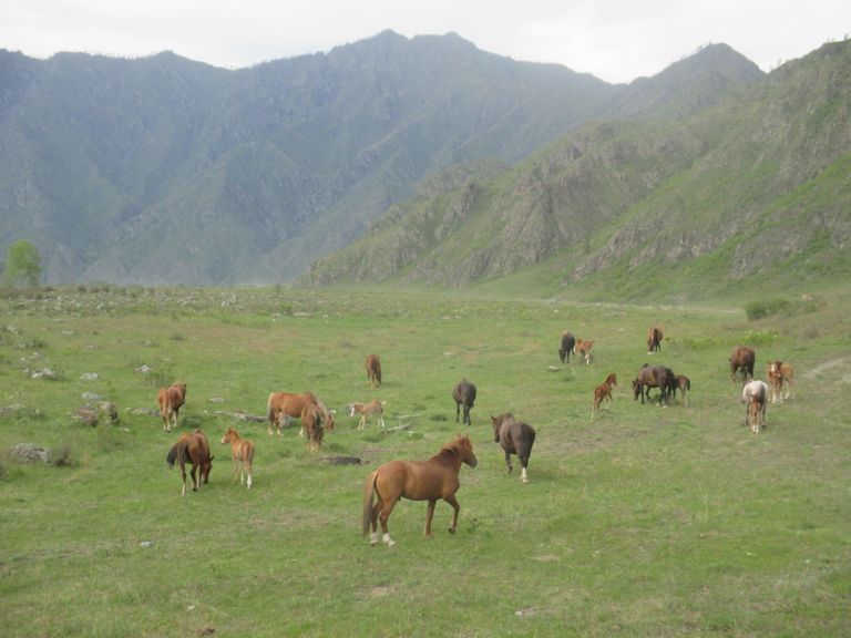 Алтай Алтай