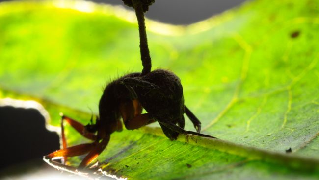 Тропический муравей-древоточец, зараженный грибком Ophiocordyceps Тропический муравей-древоточец, зараженный грибком Ophiocordyceps
