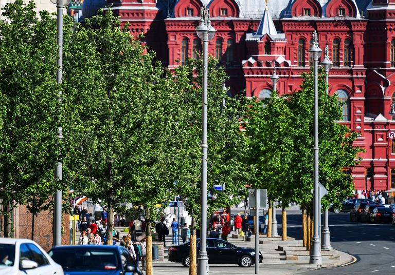 Липы на Тверской улице в Москве Липы на Тверской улице в Москве