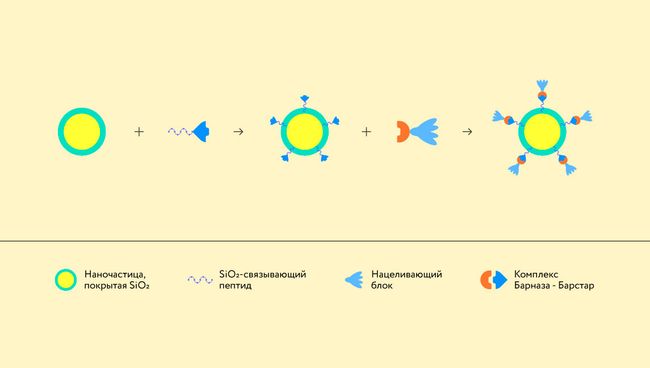 Схема конструктора наночастиц для борьбы с раком