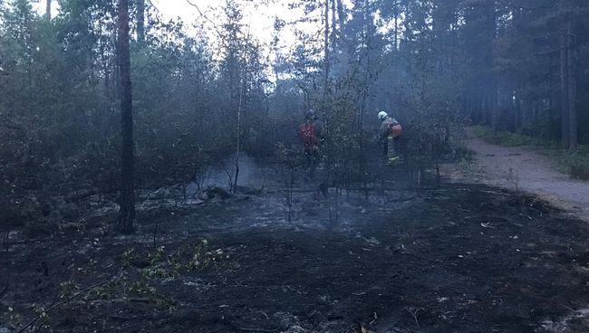 Пожар в парке Монрепо