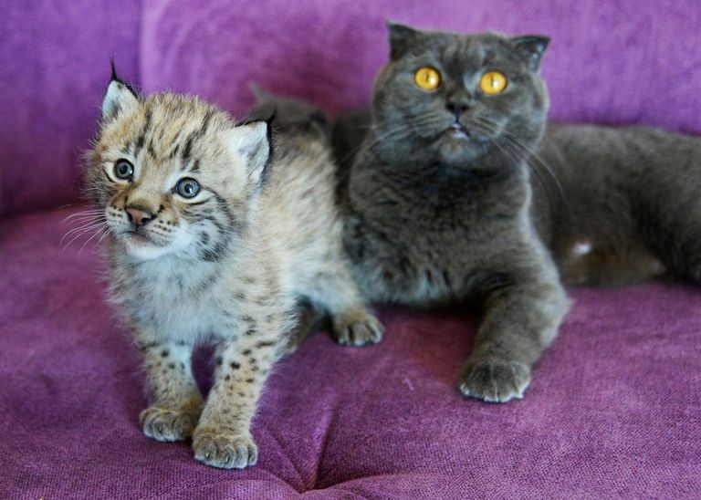 Кошка по кличке Моника и рысенок, которого она выкормила в зоопарке Чудесный Кошка по кличке Моника и рысенок, которого она выкормила в зоопарке Чудесный