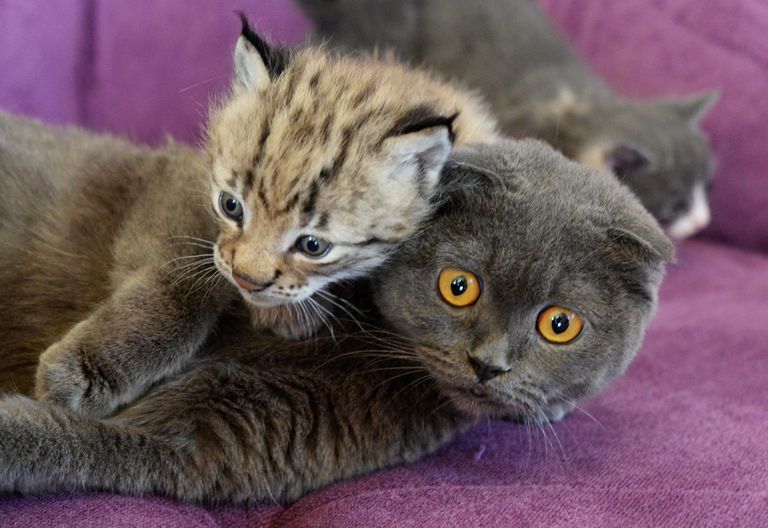 Кошка по кличке Моника и рысенок, которого она выкормила в зоопарке Чудесный Кошка по кличке Моника и рысенок, которого она выкормила в зоопарке Чудесный