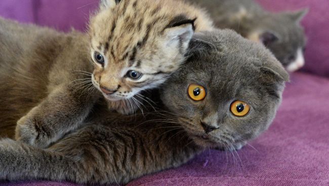 Кошка по кличке Моника и рысенок, которого она выкормила в зоопарке Чудесный