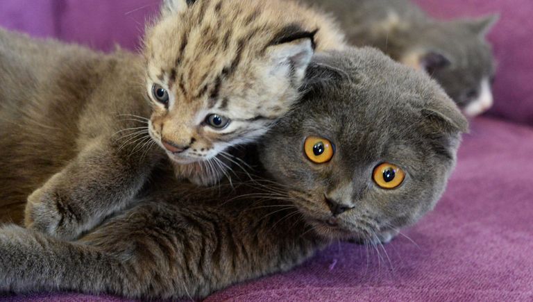 Кошка по кличке Моника и рысенок, которого она выкормила в зоопарке Чудесный