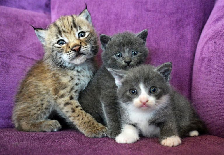 Рысенок, которого выкормила кошка по кличке Моника в зоопарке Чудесный недалеко от Уссурийска в Приморском крае, и ее детеныши Рысенок, которого выкормила кошка по кличке Моника в зоопарке Чудесный недалеко от Уссурийска в Приморском крае, и ее детеныши