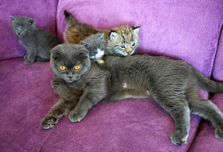 Кошка по кличке Моника со своими котятами и рысенком, которого она выкормила в зоопарке Чудесный недалеко от Уссурийска в Приморском крае. Теперь она воспитывает его, поскольку биологическая мама не может ухаживать за детенышем из‐за проблем со здоровьем Кошка по кличке Моника со своими котятами и рысенком, которого она выкормила в зоопарке Чудесный недалеко от Уссурийска в Приморском крае. Теперь она воспитывает его, поскольку биологическая мама не может ухаживать за детенышем из‐за проблем со здоровьем