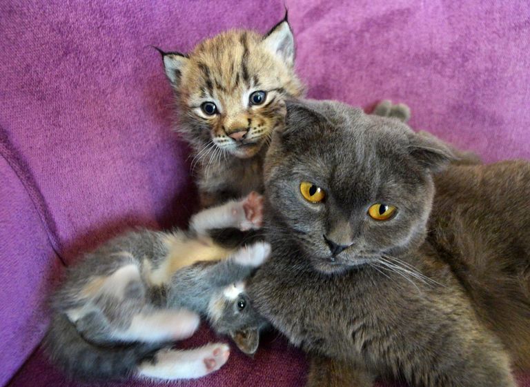 Кошка по кличке Моника со своими котятами и рысенком, которого она выкормила в зоопарке Чудесный недалеко от Уссурийска в Приморском крае. Теперь она воспитывает его, поскольку биологическая мама не может ухаживать за детенышем из‐за проблем со здоровьем Кошка по кличке Моника со своими котятами и рысенком, которого она выкормила в зоопарке Чудесный недалеко от Уссурийска в Приморском крае. Теперь она воспитывает его, поскольку биологическая мама не может ухаживать за детенышем из‐за проблем со здоровьем