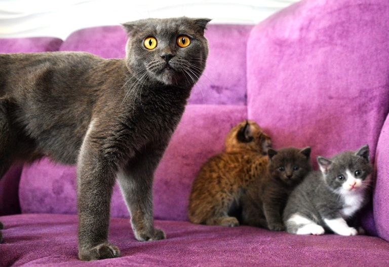 Кошка по кличке Моника со своими котятами и рысенком, которого она выкормила в зоопарке Чудесный недалеко от Уссурийска в Приморском крае. Теперь она воспитывает его, поскольку биологическая мама не может ухаживать за детенышем из‐за проблем со здоровьем Кошка по кличке Моника со своими котятами и рысенком, которого она выкормила в зоопарке Чудесный недалеко от Уссурийска в Приморском крае. Теперь она воспитывает его, поскольку биологическая мама не может ухаживать за детенышем из‐за проблем со здоровьем