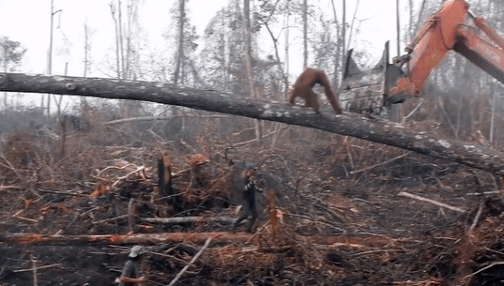 Схватка орангутана с бульдозером попала на видео Схватка орангутана с бульдозером попала на видео