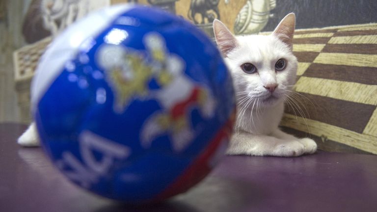 Эрмитажный кот-оракул Ахилл, работающий в Эрмитаже