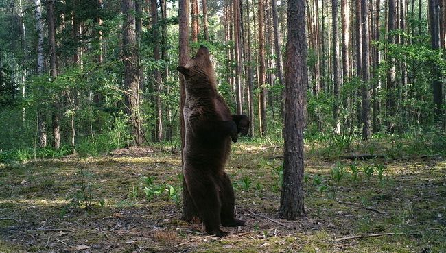 Медведь-великан в объективе фотоловушки возле деревни Чухраи в заповеднике Брянский лес Медведь-великан в объективе фотоловушки возле деревни Чухраи в заповеднике Брянский лес