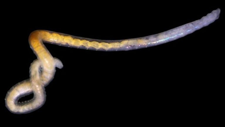 Черви Fridericia heliota Черви Fridericia heliota