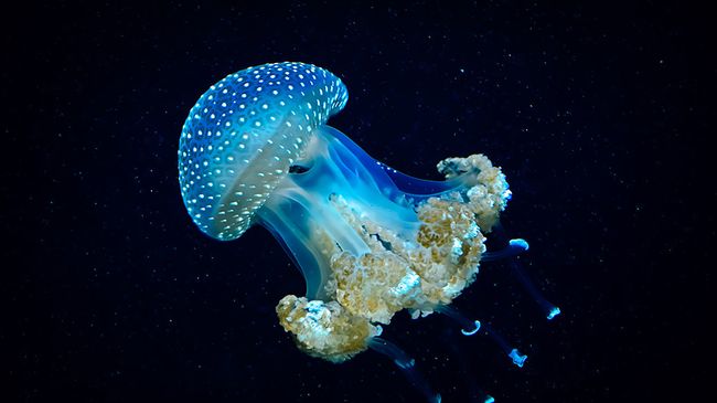 Светящаяся медуза Светящаяся медуза