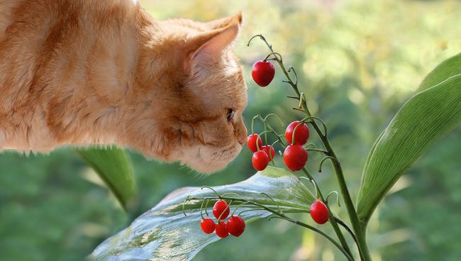 Кошка нюхает ландыш Кошка нюхает ландыш