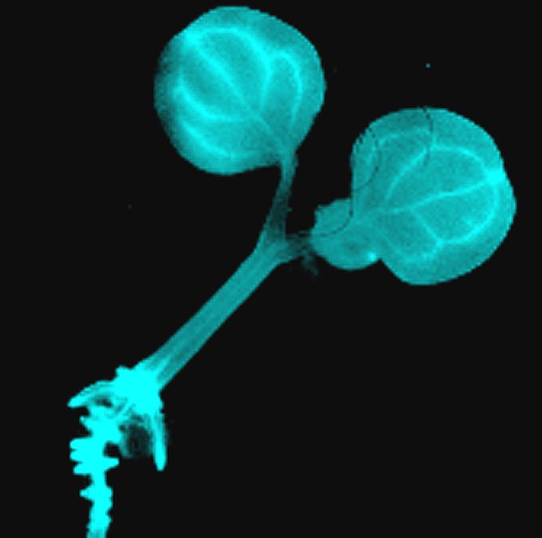 Биолюминесцентное растение Arabidopsis thaliana Биолюминесцентное растение Arabidopsis thaliana