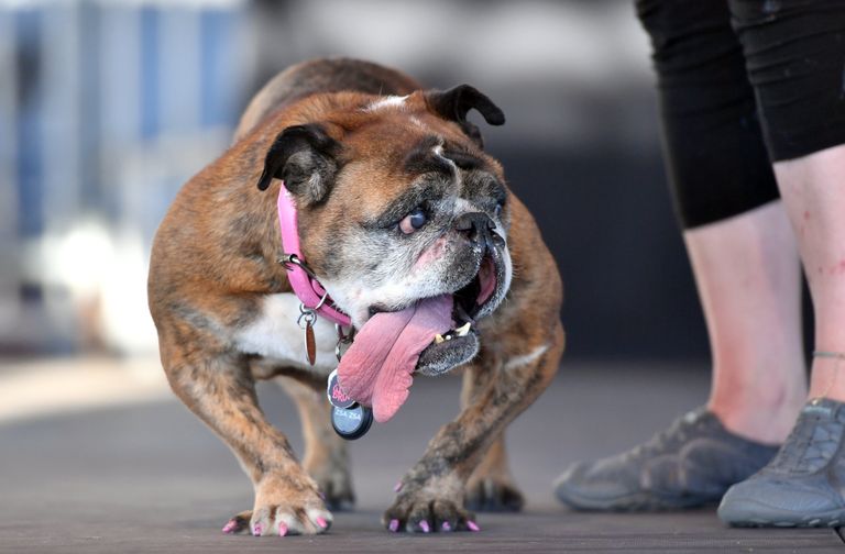 Собака на конкурсе Самая уродливая собака в мире(World's Ugliest Dog) Собака на конкурсе Самая уродливая собака в мире(World's Ugliest Dog)