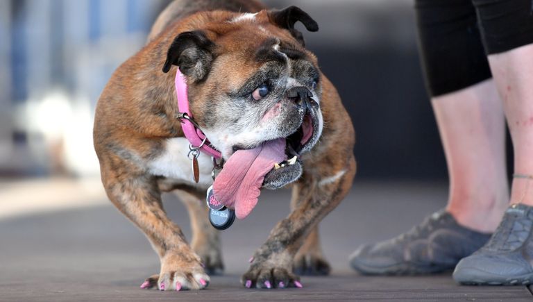 Собака на конкурсе Самая уродливая собака в мире(World's Ugliest Dog)