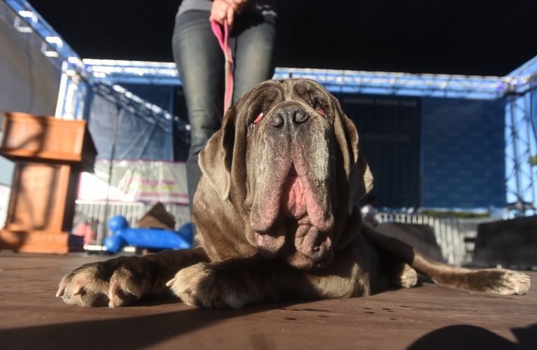 Собака на конкурсе Самая уродливая собака в мире(World's Ugliest Dog) Собака на конкурсе Самая уродливая собака в мире(World's Ugliest Dog)