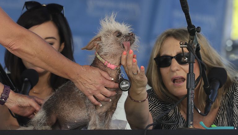 Собака на конкурсе Самая уродливая собака в мире(World's Ugliest Dog)