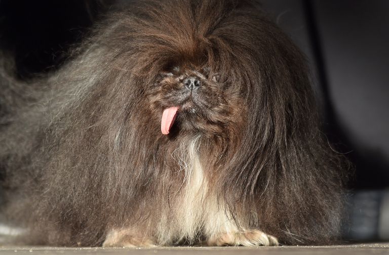 Собака на конкурсе Самая уродливая собака в мире(World's Ugliest Dog) Собака на конкурсе Самая уродливая собака в мире(World's Ugliest Dog)