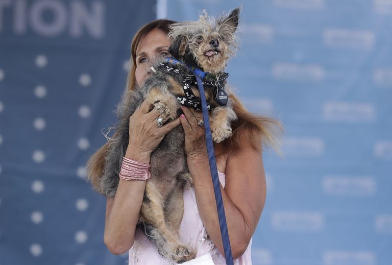 Собака на конкурсе Самая уродливая собака в мире(World's Ugliest Dog) Собака на конкурсе Самая уродливая собака в мире(World's Ugliest Dog)