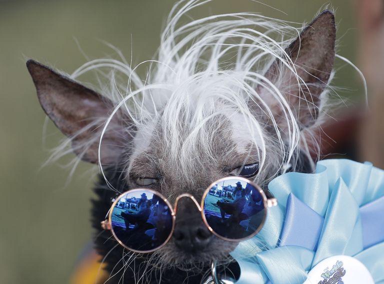 Собака на конкурсе Самая уродливая собака в мире(World's Ugliest Dog) Собака на конкурсе Самая уродливая собака в мире(World's Ugliest Dog)