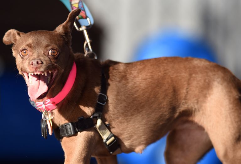 Собака на конкурсе Самая уродливая собака в мире(World's Ugliest Dog) Собака на конкурсе Самая уродливая собака в мире(World's Ugliest Dog)