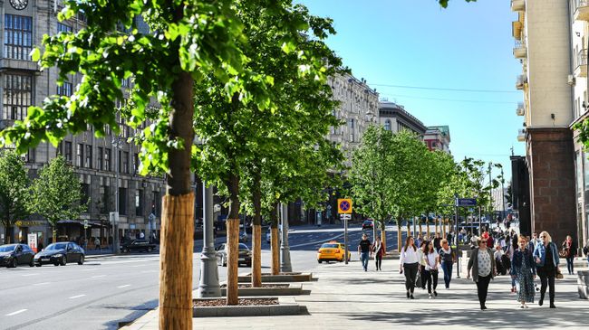 Липы на Тверской улице в Москве