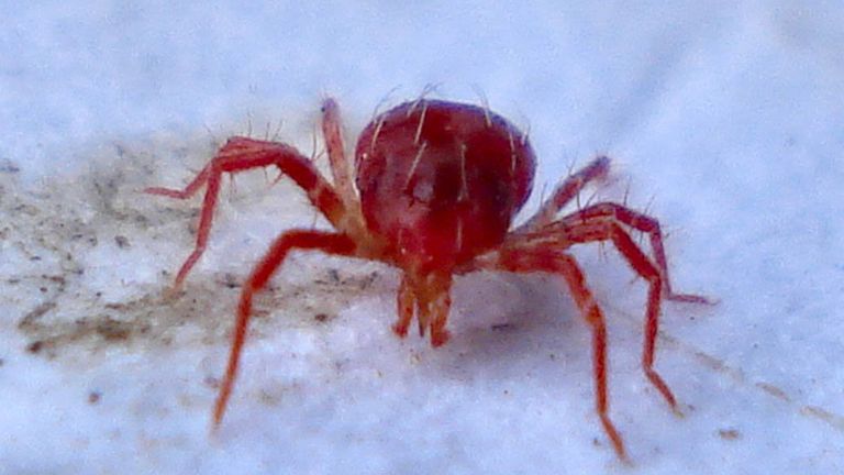 Клещ семейства Phytoseiidae