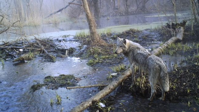 Волк в лесу Чернобыльской зоны отчуждения. Архивное фото Волк в лесу Чернобыльской зоны отчуждения. Архивное фото