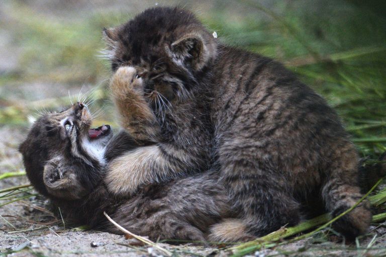 Котята сибирского манула, родившиеся в мае 2018 в Новосибирском зоопарке имени Р.А. Шило Котята сибирского манула, родившиеся в мае 2018 в Новосибирском зоопарке имени Р.А. Шило